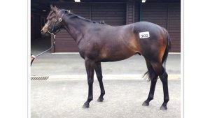 A two-year-old gelding named Horsey McHorseface riffs off a public poll in Britain that chose Boaty McBoatface as the most popular name for a $300 million polar research ship. (Credit: Courtesy Bjorn Baker Racing)