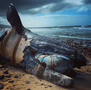 Instagram user Sean Brady posted this photo of a dead whale at Trestles on April 25, 2016.