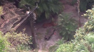 A tiger is shown at the Palm Beach Zoo after a keeper was fatally mauled on April 15, 2016. (Credit: WPTV via CNN)