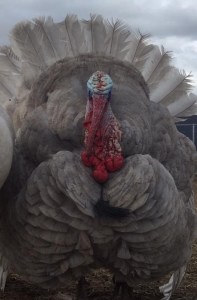 A photo provided by Patti Williams shows "Tim" the turkey in happier times.
