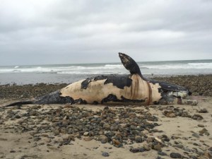 Jessica Bruch posted this photo of a dead whale near San Clemente on Instagram on April 25, 2016.