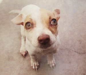 Bubba the puppy is seen in a photo released by the Tustin Police Department. 