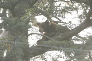 A bear is seen in a tree in Rancho Cucamonga on May 18, 2016. (Credit: Rancho Cucamonga Police Department)