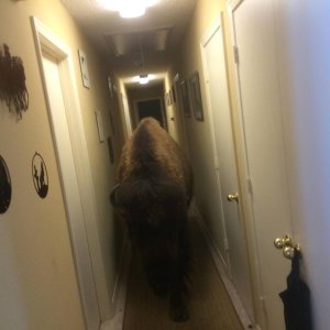 A woman in Argyle, Texas, listed her beloved bison for sale on Craigslist. Months later, she found a new home for “Bullet” only a few miles away. (Credit: Karen Schoeve)