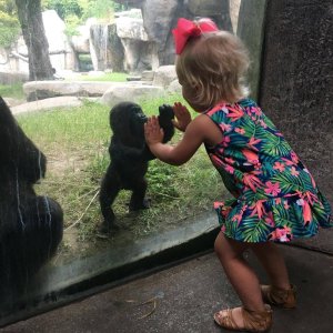 Baby gorilla, Gus and little girl named Braylee share cute moment at Fort Worth Zoo. (Credit:Fort Worth Zoo)