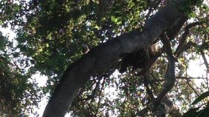 A female black bear was euthanized after scratching a camper near Altadena on June 25, 2016. (Credit: Los Angeles County Sheriff's Department Altadena Station)