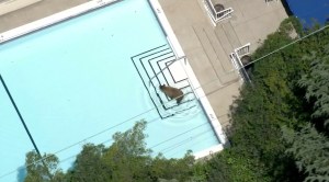 Aerial video from Sky5 shows a bear cooling off in a pool in the La Cañada Flintridge neighborhood on June 8, 2016.