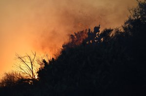 Vegetation burns on June 20, 2016, above Duarte. (Credit: ROBYN BECK/AFP/Getty Images)