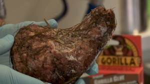 A doctor holds up the mold Gorilla Glue made of the dog's stomach. (Credit: KFOR)