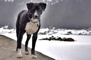 A dog named Lulu, who is with Donna Hallberg and Mark Smallwood, is shown in a photo released by the Tuolumne County Sheriff’s Office.