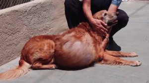 Henry is seen in video after he was found abandoned in Newport Beach on May 15, 2016.