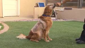 Henry is seen six days after a massive tumor was removed from his side. (Credit: KTLA)