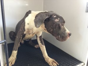 A neglected dog is seen in a photo tweeted July 20, 2016, by the Riverside County Department of Animal Services.