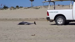 A dead dolphin is towed across a beach in Ventura on July 3, 2016. (Credit: Justin Avila)