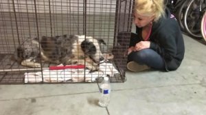 Faith Easdale is seen in a photo with "Journey" the dog, who she rescued from the streets of Bloomington on July 9. (Credit: Faith Easdale)
