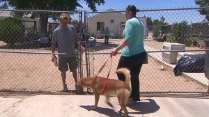 Rescue Oasis is shown on July 6, 2016, when a fire killed five dogs and injured five people. (Credit: KTLA)