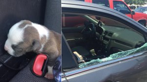 In this file photo, a puppy left in a car on a sweltering day was rescued by a police officer who smashed int the vehicle's window to save the dog in Pensacola, Florida. (Credit: Pensacola Police Department) 