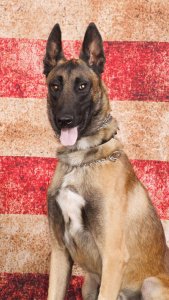 Porterville Police K-9 "Idol" died June 20 in the back of a patrol car when the engine shut down and stopped the air conditioning from keeping the interior cool. (Credit: Porterville Police Department via Los Angeles Times)