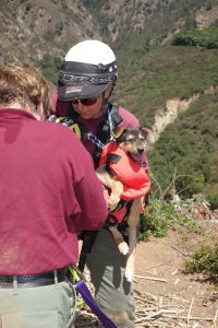 Officers rappelled down 100 feet to a ravine to rescue a 10-week-old German shepherd in Pauma Valley Tuesday. (Credit: San Diego County Twitter)