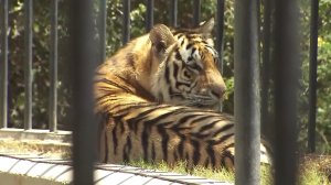 A tiger from the Wildlife Waystation is shown on July 27, 2016. (Credit: KTLA)