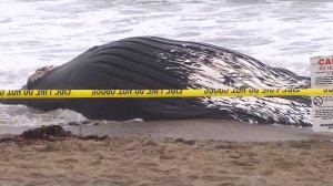 A whale carcass is seen at Dockweiler State Beach on July 1, 2016. (Credit: KTLA)