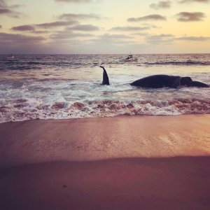 A whale that washed ashore at Dockweiler State Beach is seen in this photo posted to the Los Angeles County Fire Department Lifeguard Division Twitter page. 