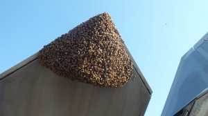 A huge swarm of bees grounded an F-22 Raptor in Virginia. (Credit: Master Sgt. Carlos Claudio/USAF)