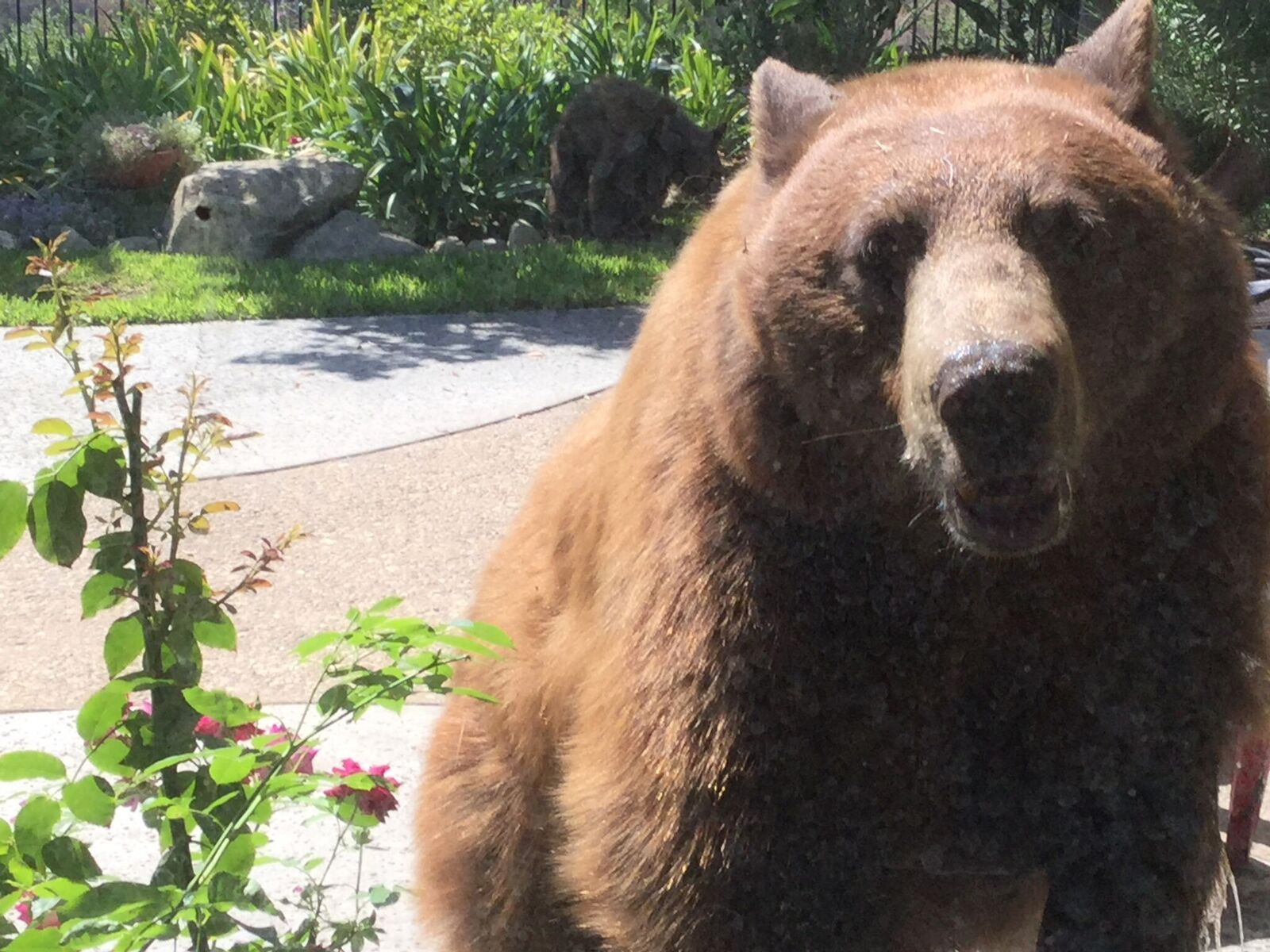 An adult bear was spotted in a Pasadena backyard on Aug. 2, 2016. (Credit: Sainty Wang and Carlos Chavez)