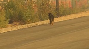 A dog runs around the edge of its West Cajon home, burning in the Blue Cut Fire, on Aug. 16, 2016. (Credit: KTLA)