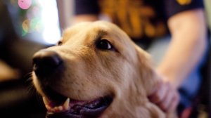 A new study suggests that dogs can process both what we say and how we say it. (Credit: CNN)