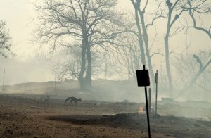 A small wild animal, possibly a fox or a coyote pup, tries to escape the burning embers left by the Blue Cut Fire after it burned through a rural community near Wrightwood on Aug. 17, 2016. (Credit: ROBYN BECK/AFP/Getty Images)