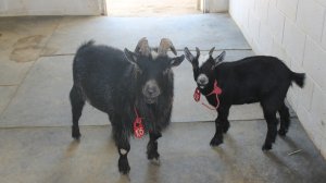 Los Angeles County Department of Animal Care and Control officials released this photo of two goats that were rescued during the Sand Fire. 