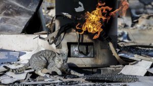 A cat wandering around jumps way from hot surface and flames emitting at still smoldering structure at Hess Road. (Credit: Irfan Khan / Los Angeles Times)
