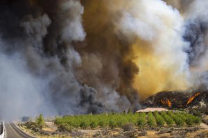 The Blue Cut fire roars towards home off Highway 138 in Phelan. (Credit: Gina Ferazzi / Los Angeles Times)