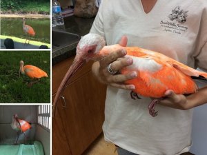 Florida officials rescued a painted white ibis bird this week, days after they found turtles and gopher tortoises illegally decorated in hues of blue and red. (Credit: Officer Amy Moore and Carol Lynn Parrish)