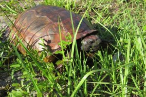 Florida officials rescued a painted white ibis bird this week, days after they found turtles and gopher tortoises illegally decorated in hues of blue and red. (Credit: Florida Fish and Wildlife Conservation)