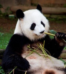 Giant panda mom Lun Lun is expecting twins at the Atlanta Zoo. (Credit: Atlanta Zoo)