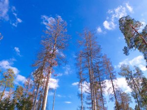 Spruce trees attacked by the bark beetle. The beetle bores into the trunk and feeds and breeds beneath the bark. (Credit: CNN)