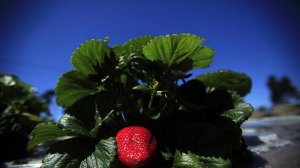 An administrative law judge has ordered a Watsonville, Calif.-area farmer to repay kickbacks and rent he collected from Mexican farmworkers hired under the H-2A visa program. (Credit: Francine Orr / Los Angeles Times)