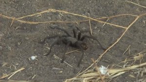 Park rangers in the Santa Monica Mountains are asking hikers and visitors to be aware of an increase in tarantulas during mating season. (Credit: KTLA)
