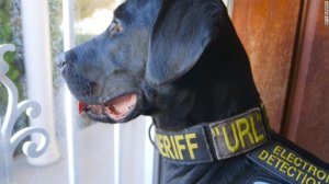 Dog Group - Utah Pound Puppy Named 'URL' Becomes 'Porn-Sniffing Dog' | KTLA