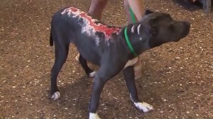 Max, a two-year-old cane corso, was recently attacked with acid. (Credit: KTLA)