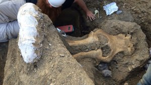 Scientists are shown scraping the dirt from a rare mammoth skull fossil in a photo released by the National Park Service.