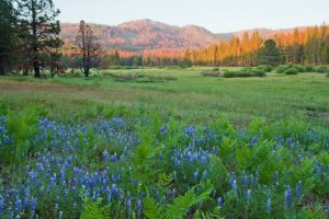 Ackerson Meadow is shown in a photo posted to Facebook by Yosemite National Park (Credit: Robb Hirsch)