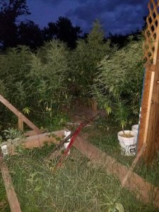 Police say they found marjiuana plants at a day care facility. (Credit: West Haven Police Department)