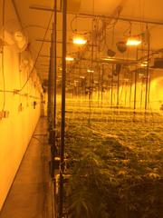 A large marijuana growing operation found in Compton is seen in a photo provided by LASD on Sept. 28, 2016.