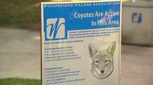 A sign warns of coyotes in the Woodbridge neighborhood of Irvine on Oct. 13, 2016. (Credit: KTLA)