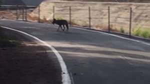 A coyote is seen after running up to a man on the San Diego Creek trail in Irvine on Oct. 7, 2016, in a still from video provided by a KTLA viewer.