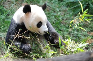 'Jia Jia', a panda from China, bites some bamboo leaves in its enclosure during the official opening at the River Safari in Singapore on November 28, 2012. (Credit: ROSLAN RAHMAN/AFP/Getty Images)