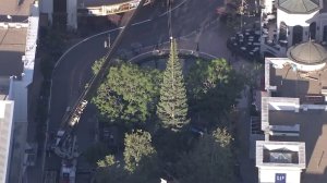 Crews work to put up The Grove's Christmas tree on Oct. 20, 2016. (Credit: KTLA)